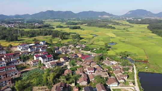 江西金溪：金秋田园 “丰”景如画