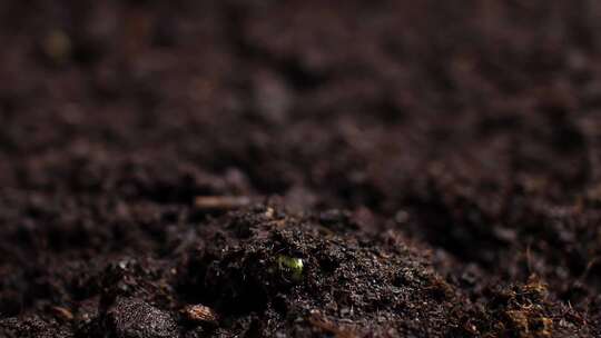 特写植物发芽从土壤里长出嫩芽