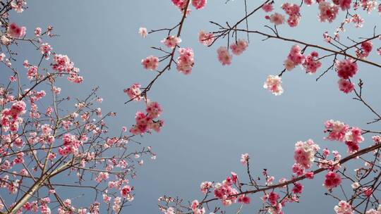 春天阳光下盛开的樱花视频素材模板下载