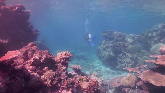 潜水员在海洋暗礁处潜水