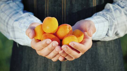 农民的手握着几颗多汁的拼杏子
