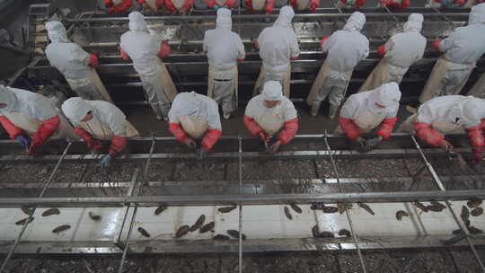 海参加工生产线工人在流水线上处理海鲜