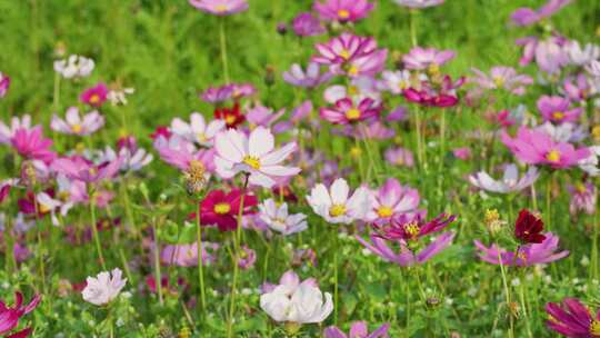 格桑花 春暖花开