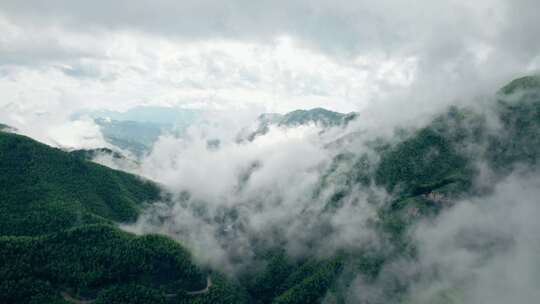 平塘马安 航拍竹海 航拍