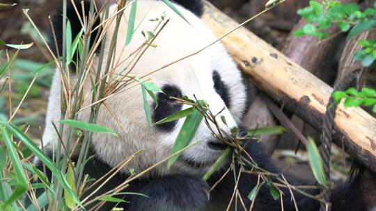 熊猫正在吃竹子