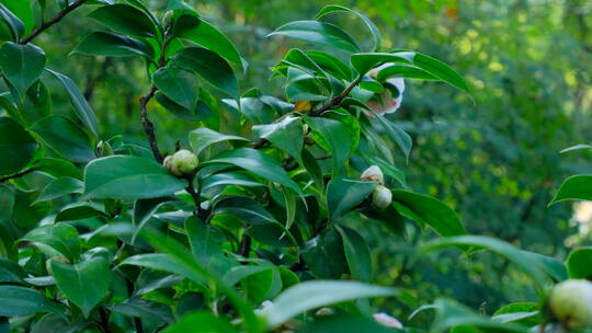 春天花园山茶花