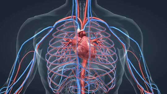 医学人体器官心脏通用三维动画