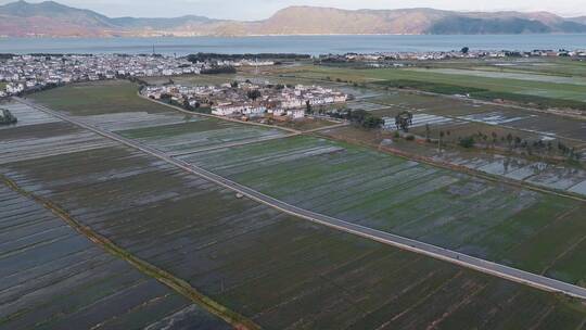 大理洱海稻田水稻视频