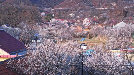 青岛樱花九上沟樱花