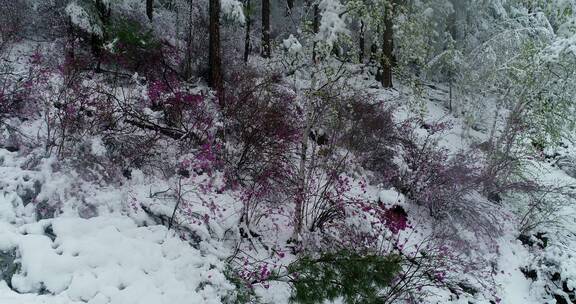 航拍雪压杜鹃（五月末杜鹃花开时普降瑞雪）