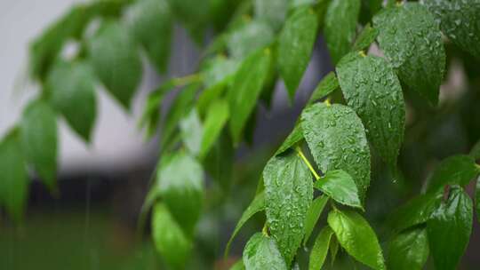 大雨中的树叶