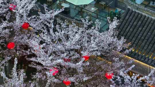 春天古建筑樱花与灯笼夜景航拍徐州市回龙窝