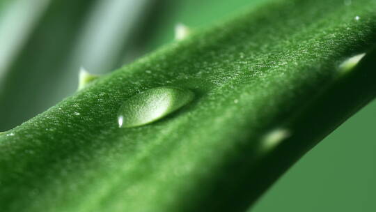 芦荟叶片水珠特写视频素材模板下载