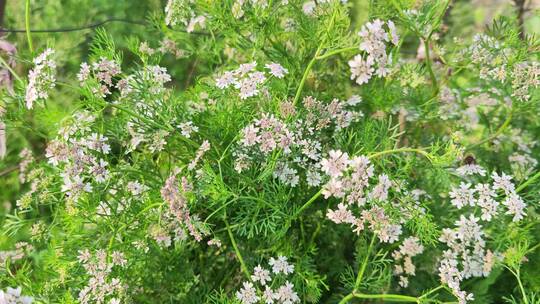 疫情城市农村街道菜园春天绿色植物