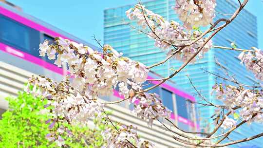 北京亦庄春天梧桐花开花海地铁列车