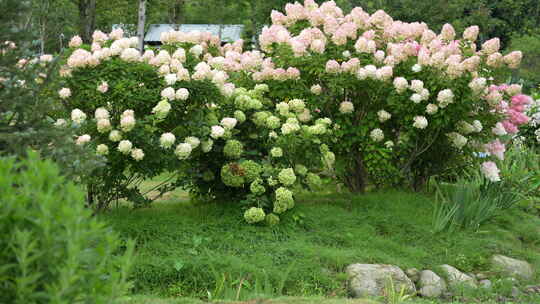 绣球花鲜花植物园植物绿植花园花海