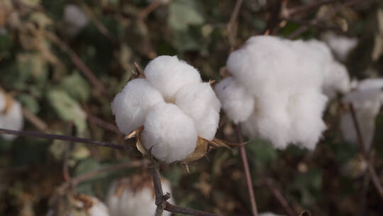新疆棉棉花田里各种形态的棉花 长绒棉升格