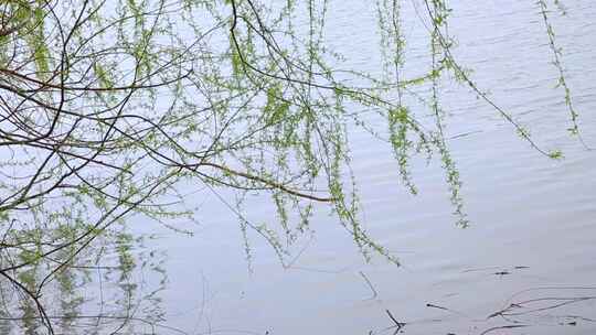 春季湖水垂柳