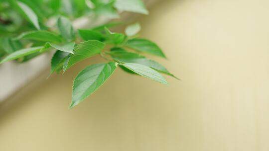 墙角风吹枝头高清