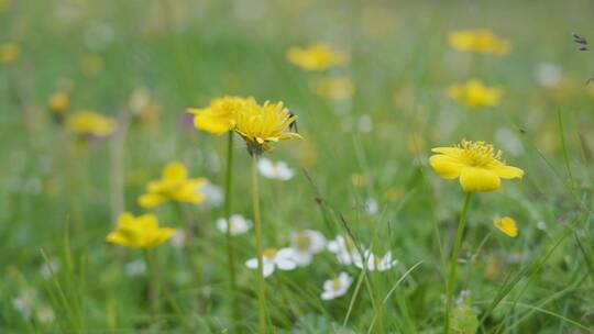 青草地上的黄色小野花