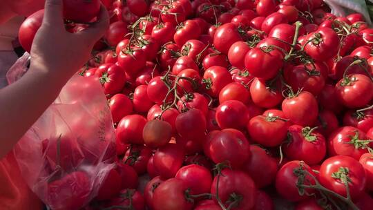 赶大集购买西红柿番茄圣女果买菜视频素材模板下载