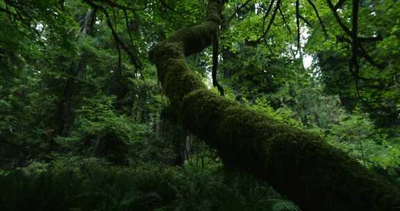 原始森林针叶林