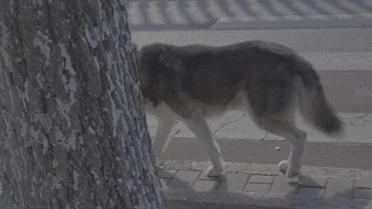 北京隧道街道哈士奇狗地拍709