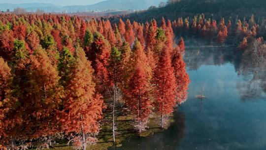 冬季水杉红色树叶近景