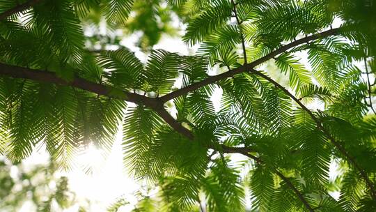 夏日清晨阳光闪烁的水杉绿叶