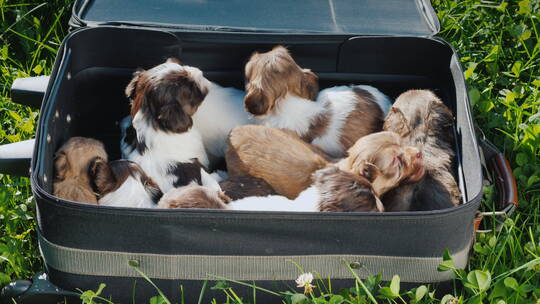装满小狗的手提箱