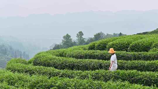 年轻亚洲女性在茶园里走动赏茶