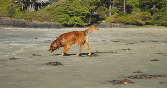 跑步，狗，金毛猎犬，犬