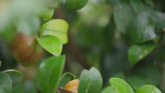 山茶树山茶果视频宣传片素材