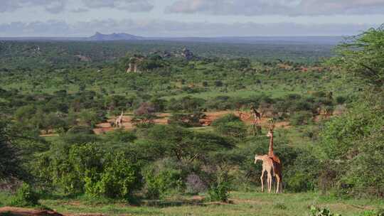 Giraffe，Safari，森林，肯尼