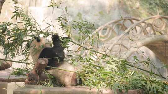 【4K 50p】国宝大熊猫吃竹子熊猫动物