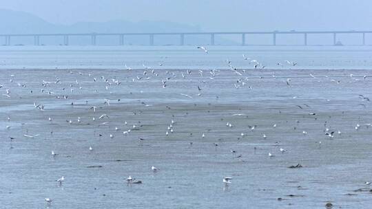 深圳湾鸟类栖息地自然风光视频