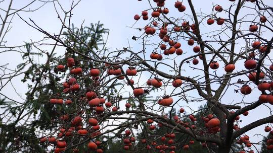 秋天秋季成熟柿子果实
