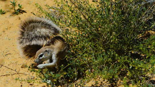 南非地松鼠在灌木丛中觅食时，用它蓬松的尾