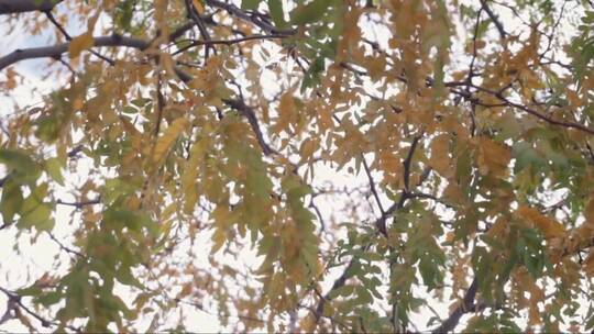 秋天的树叶 (3)