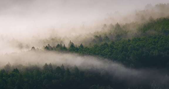 云海森林禅意自然风景