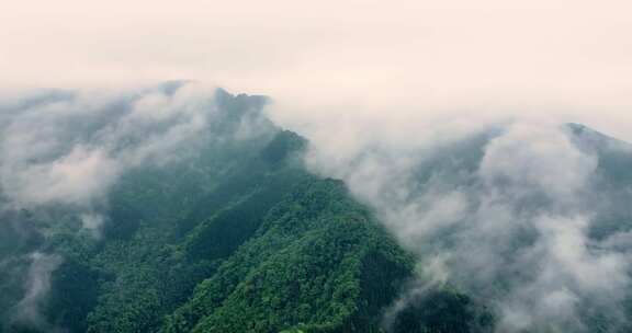 大自然森林氧吧竹林竹海竹山云海翻滚航拍