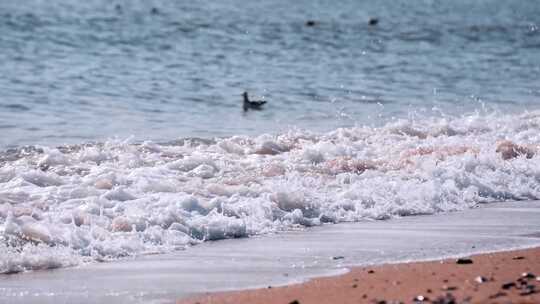 沙滩海滩上的海鸥休息的海鸥