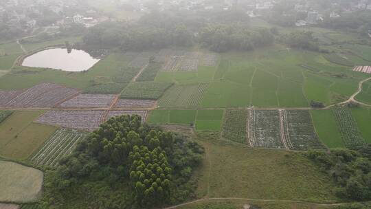 绿油油的稻田航拍