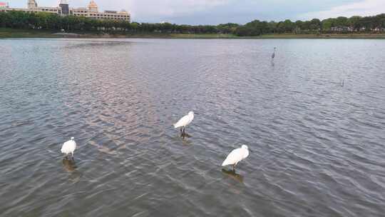 河流白鹭