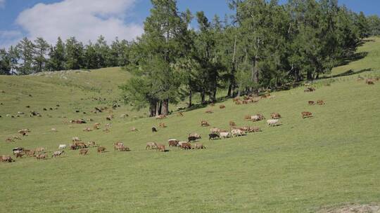 草原天然牧场羊群