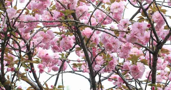 春天樱花树樱花