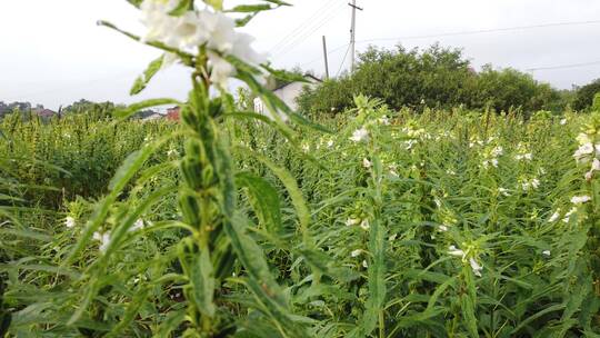 农村种植芝麻作物4k视频有机芝麻