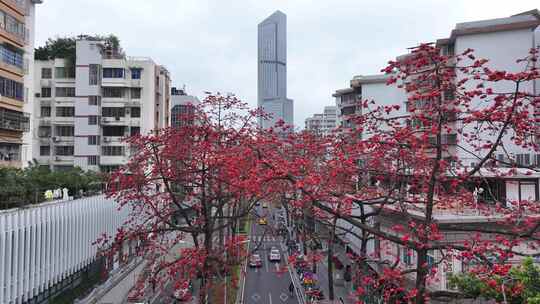 中国广东省广州市越秀区烈士陵园木棉花