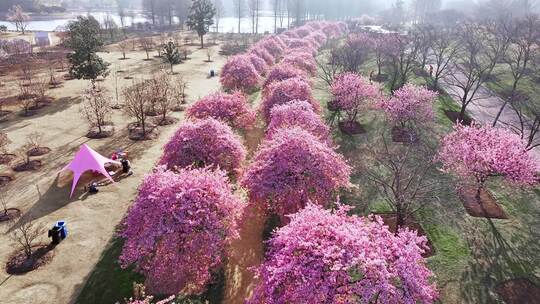 上海 春天 樱花 樱花雪 辰山植物园樱花