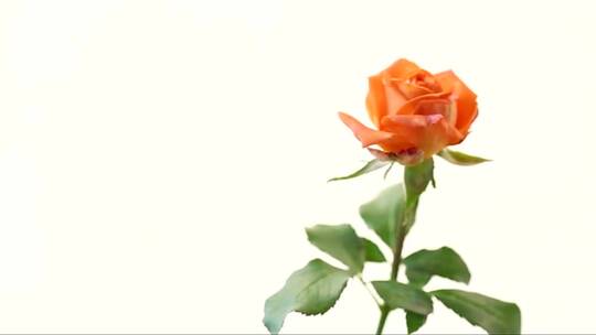 绽放的橙色玫瑰